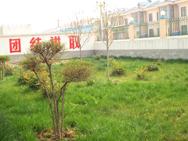 龙泉草坪